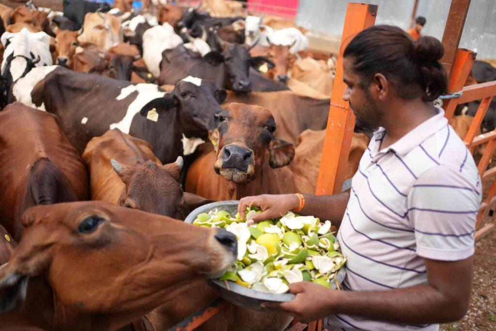 save-cows-b-scaled-1